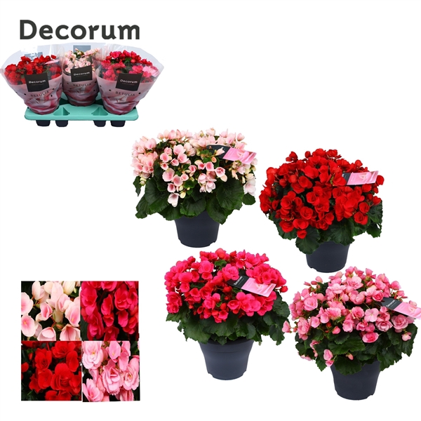 <h4>Begonia BETULIA MIX Decorum 19 cm</h4>