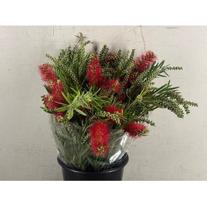 Callistemon Bs 250g