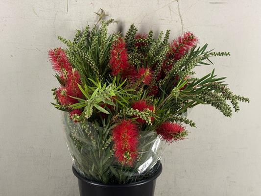 <h4>Callistemon Bs 250g</h4>
