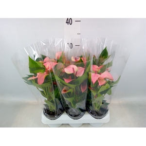 Anthurium  'Matata'