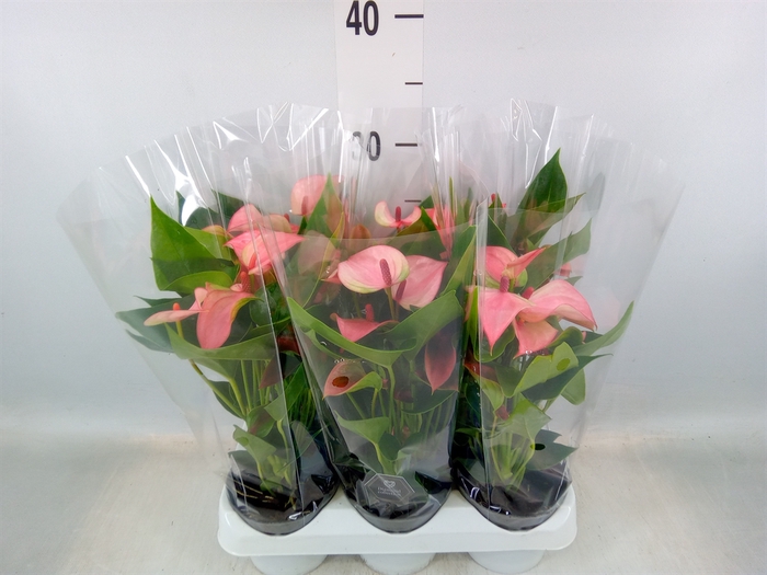 <h4>Anthurium  'Matata'</h4>