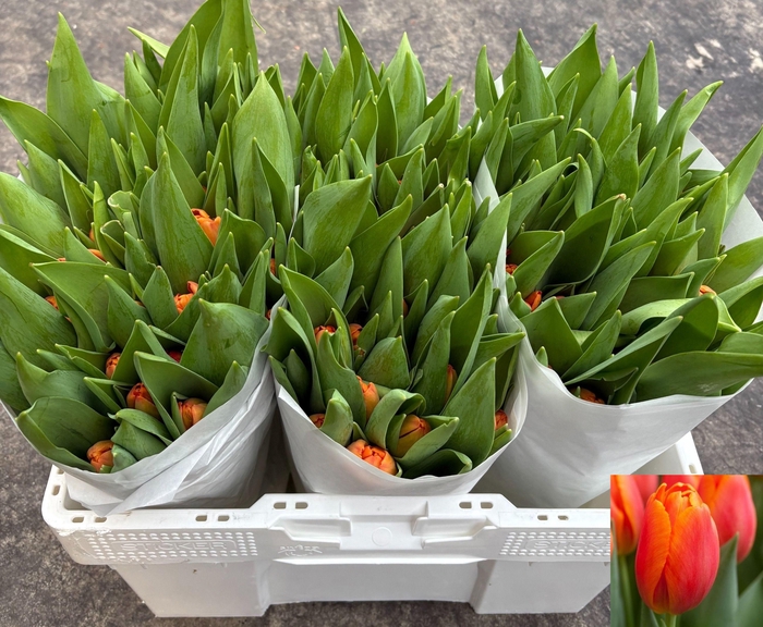 <h4>TU EN TIME OUT</h4>