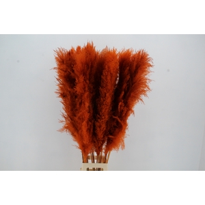 DF Pampas 130cm Orange