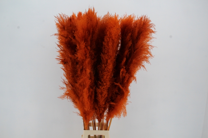 <h4>DF Pampas 130cm Orange</h4>