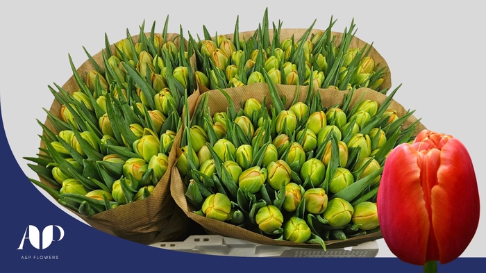 <h4>TU DU ICOON</h4>