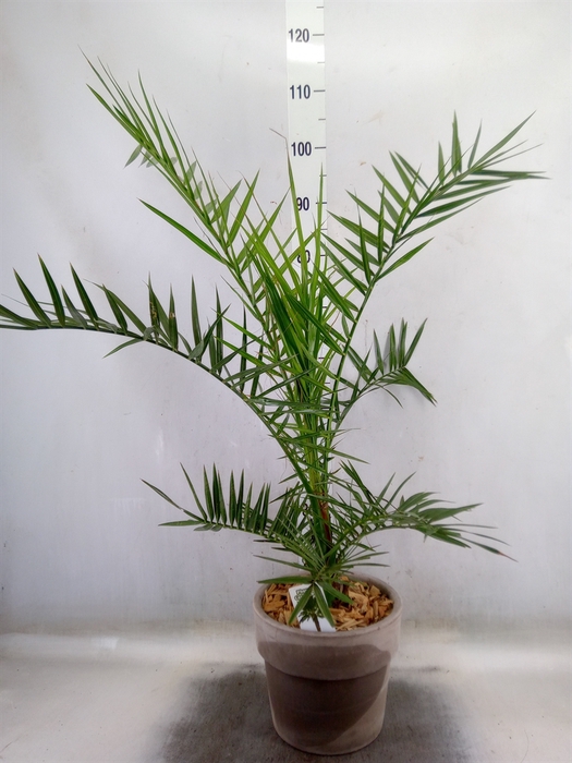 <h4>Arr.   Tuinplanten H%</h4>