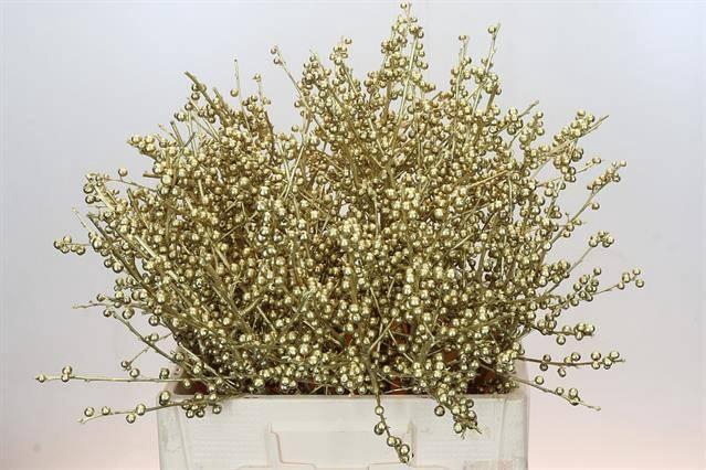 <h4>ILEX PAINT GOUD H%*</h4>