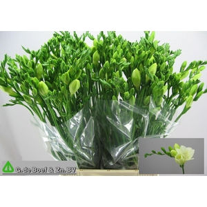 Freesia enk White Serenade