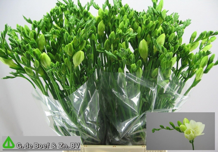 <h4>Freesia enk White Serenade</h4>