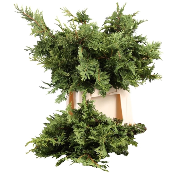 <h4>Conif.Thuja Occi.Spiralis</h4>