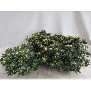 RHODO SI SACHSEN GEM