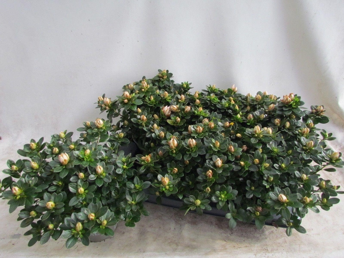 <h4>RHODO SI SACHSEN GEM</h4>