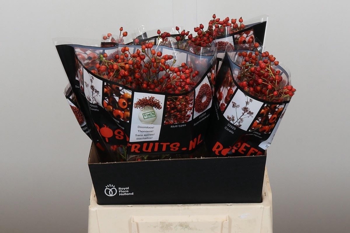 <h4>ROSA ROSEFR ELITE</h4>