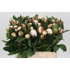 Paeonia Festiva Maxima