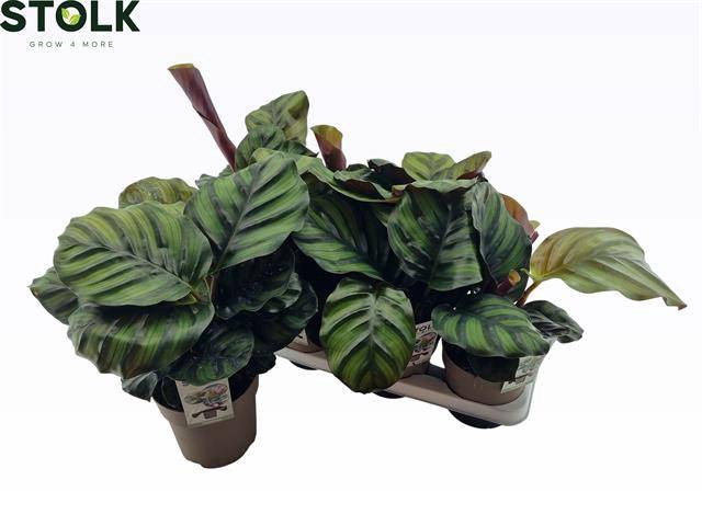 <h4>CALAT FASCIATA</h4>