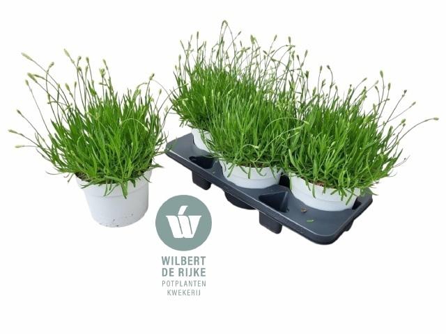 arr8 Lavan An Aroma White