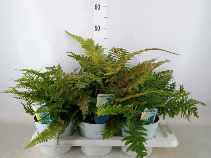 <h4>Ferns   ...mix</h4>