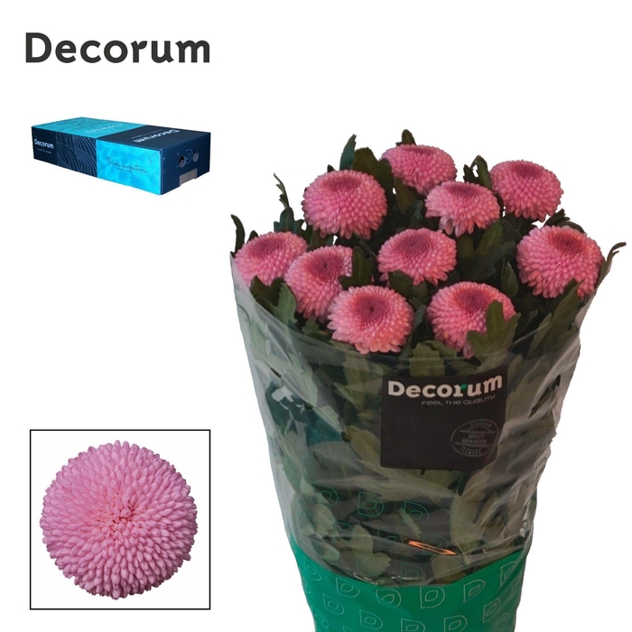 Chrysanthemum Indicum Grp geplozen Momoko