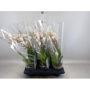 Phalaenopsis multi. 'FC Soft Cloud'