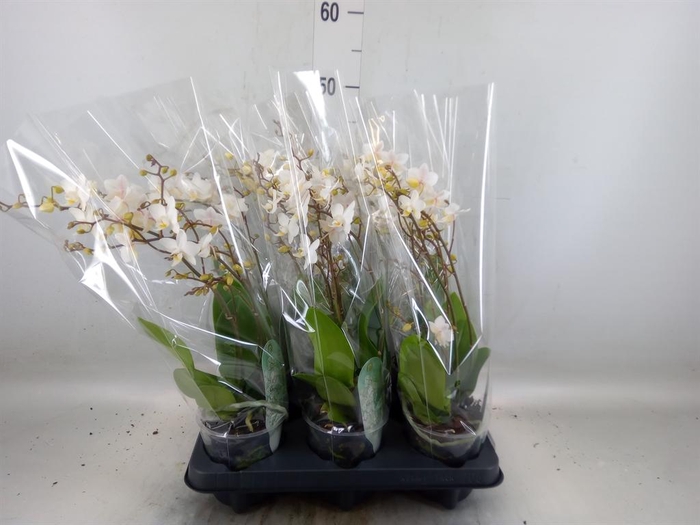 <h4>Phalaenopsis multi. 'FC Soft Cloud'</h4>