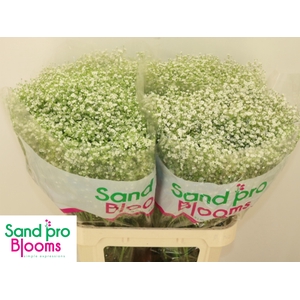 GYPS PA ZI DISCOVERY