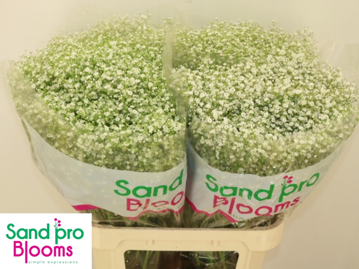 <h4>GYPS PA ZI DISCOVERY</h4>