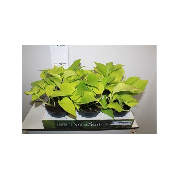 <h4>Epipr Golden Pothos</h4>