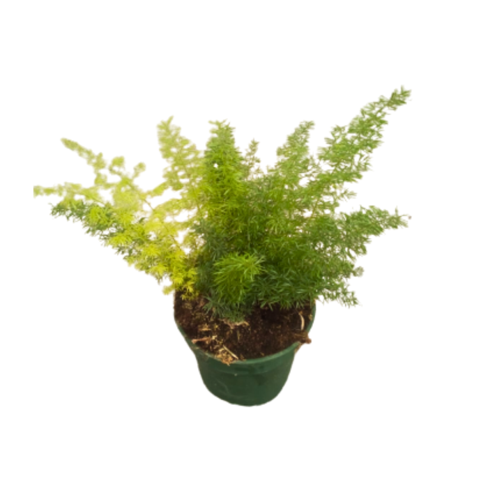 <h4>Asparagus overig</h4>