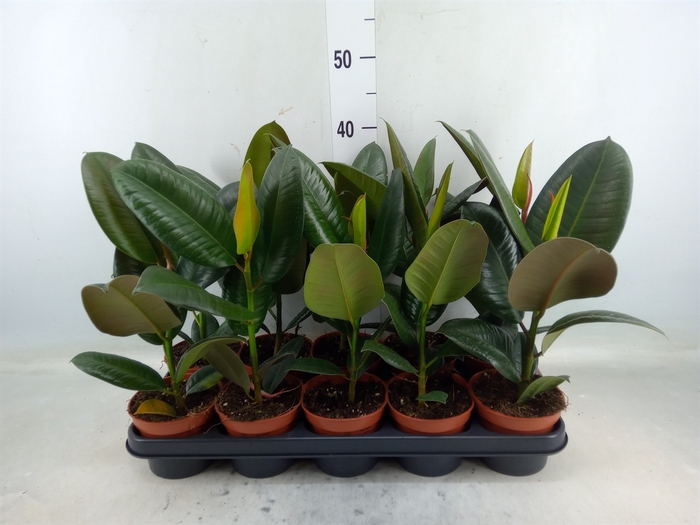 <h4>Ficus elastica 'Robusta'</h4>