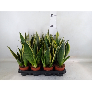 Sansevieria trifa.   ...