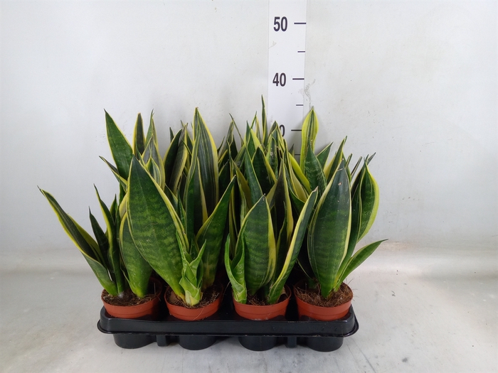 <h4>Sansevieria trifa.   ...</h4>