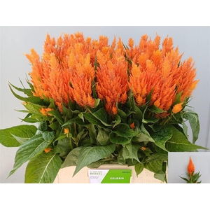 Cel P Apricot Brandy