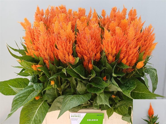 <h4>Cel P Apricot Brandy</h4>