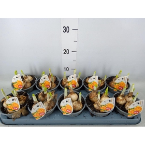 Narcissus LC 'Bright Corsage'