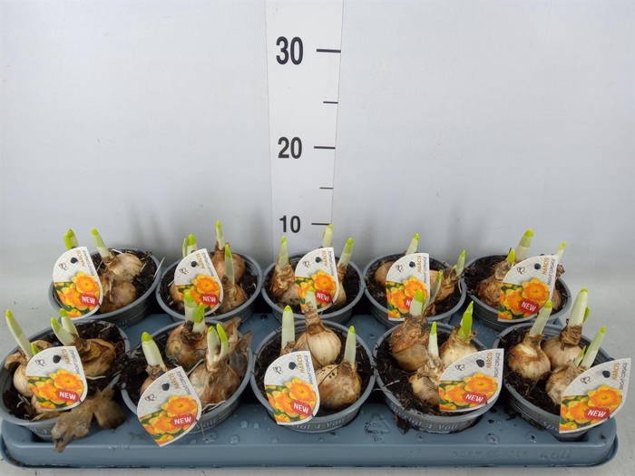 <h4>Narcissus LC 'Bright Corsage'</h4>