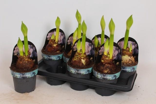 <h4>HIPP GA WHI AMADEUS</h4>