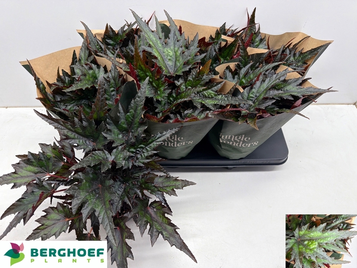 <h4>BEG BLAD OV</h4>