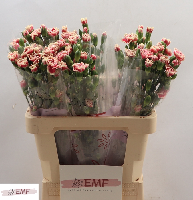 <h4>DI TR SPRING</h4>