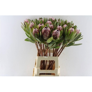 PROTEA PINK ICE