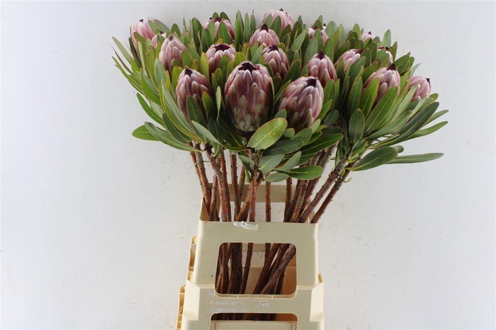 <h4>PROTEA PINK ICE</h4>