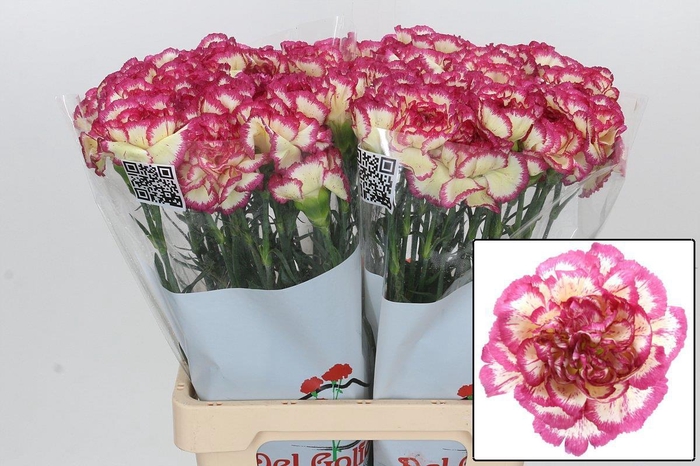 <h4>DI ST SUPERSIC</h4>