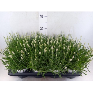 Lavandula angus. 'Aromatico Silver'