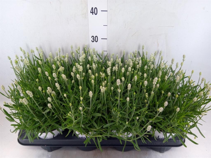 <h4>Lavandula angus. 'Aromatico Silver'</h4>