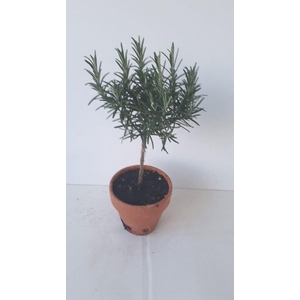 Rosmarinus offi. 'Prostratus'