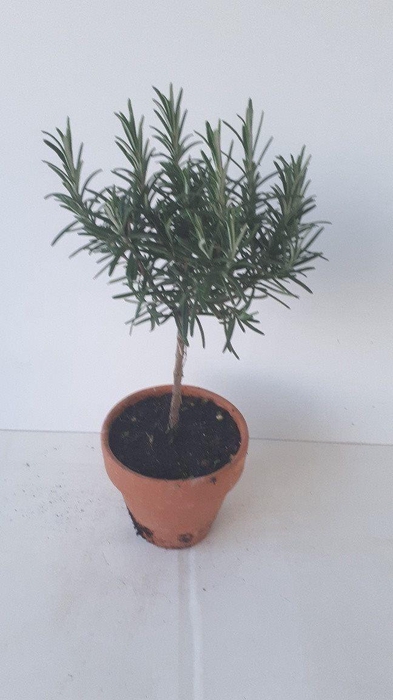 <h4>Rosmarinus offi. 'Prostratus'</h4>