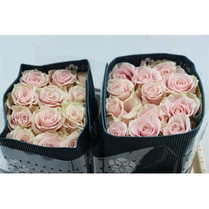 R Gr Pink Mondial