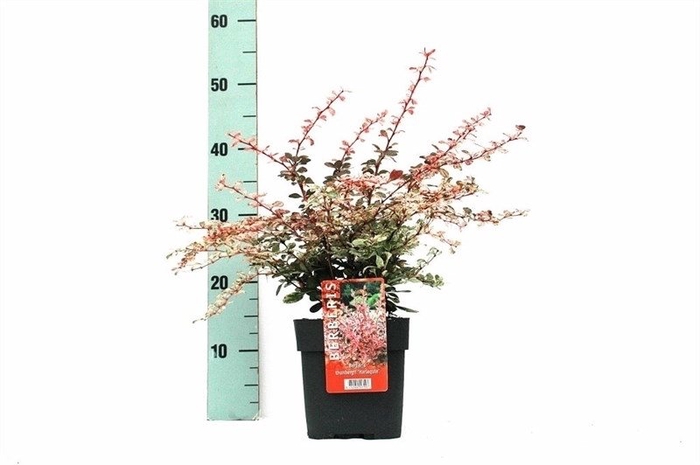 Berberis th. 'Harlequin' P17