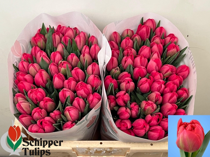 <h4>TU DU BELGRAVIA</h4>