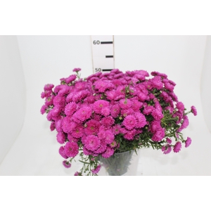 ASTER MARIANA 040 CM PINK