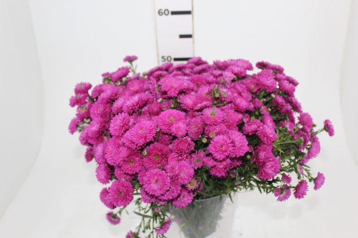 <h4>ASTER MARIANA 040 CM PINK</h4>
